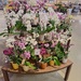 Pretty Flowers 