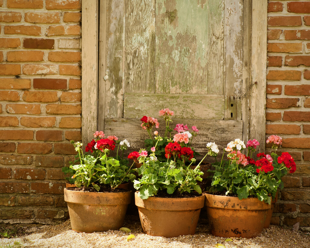 Afton Villa Gardens by eudora