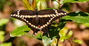 13th Mar 2025 - Giant Swallowtail Butterfly!