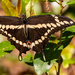 Giant Swallowtail Butterfly!