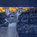 Dinner Guest