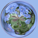 Chinese forget me not swirl