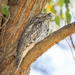 Tawny frogmouth