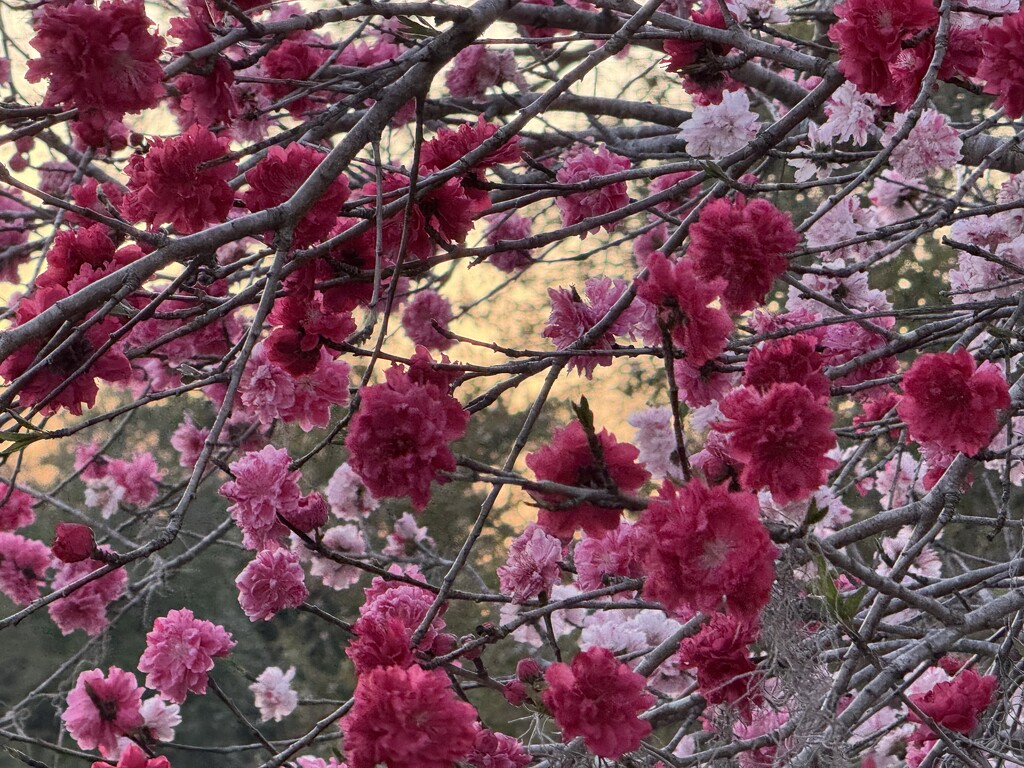 Peach blossoms by congaree