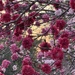 Peach blossoms