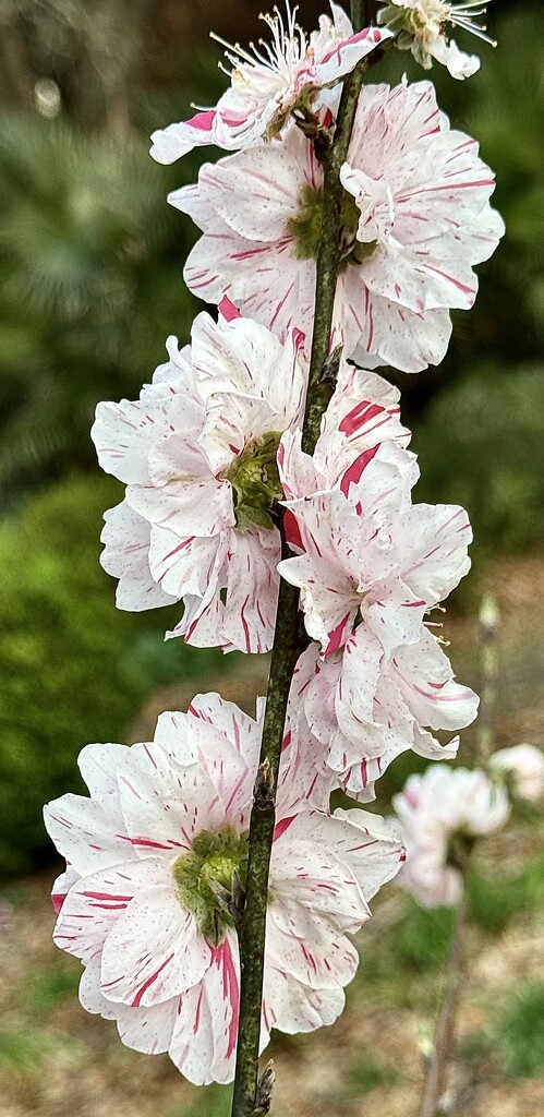 Peach blossoms by congaree
