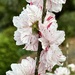 Peach blossoms