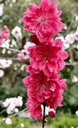 14th Mar 2025 - Peach blossoms
