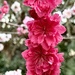 Peach blossoms