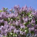 Rainbow Day 14:  Lilac & Poetry Friday by casablanca