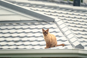 14th Mar 2025 - Neighbourhood Surveillance