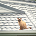 Neighbourhood Surveillance