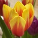 rainbow tulip