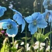 Rainbow Friday Blue 