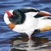 SHELDUCK - DOWN SIDE UP