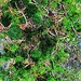 Green -  My Moss-terpiece