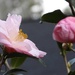 Early spring blooming camellia...