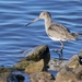 BLACK - TAILED GODWIT
