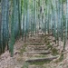 Arashiyama Bamboo Forest