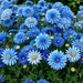 Rainbow 14 (blue)