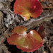 Galax