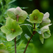 Hellebores....PC138436