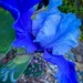Blue 2