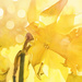 Daffs, sunlit~~~~~