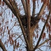 Hawk Nest