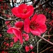 Japonica in full bloom by thistle_01