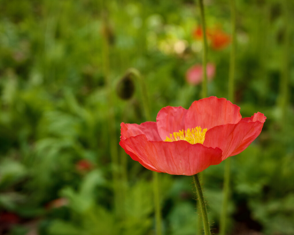 Poppy by eudora