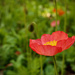 Poppy
