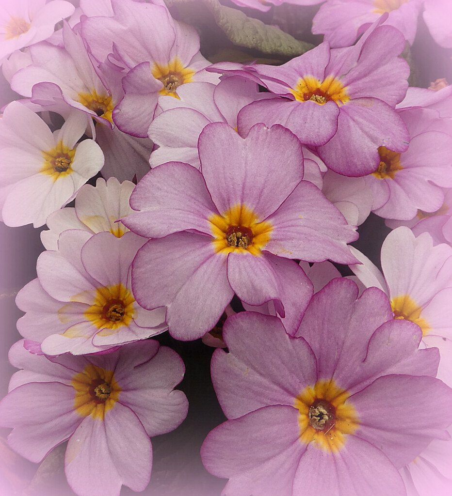 A Patch of Pink . by wendyfrost