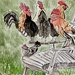 Cock a doodle do