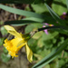daffodil