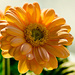 Gerbera