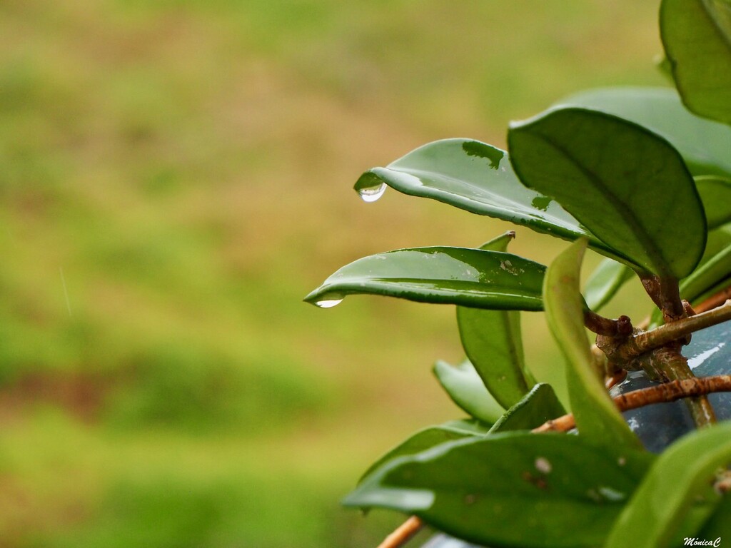 Raining by monicac