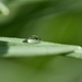 Balanced on a blade of grass by dragey74