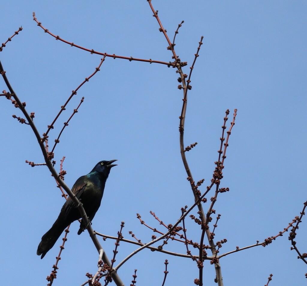 Sounds of Spring by 365projectorgheatherb