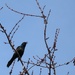 Sounds of Spring