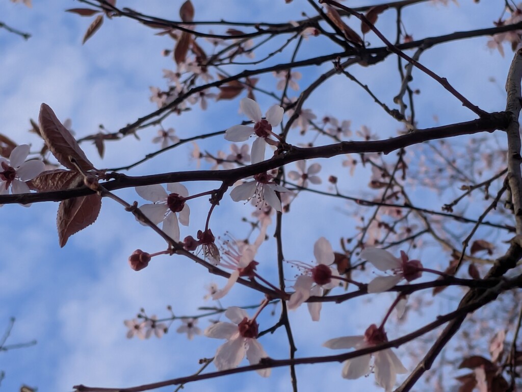 Spring Blossom  by topcat1701