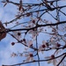 Spring Blossom 