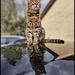 Meercat