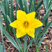 3 7 Spring Daffodil 