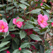 3 7 Camellias