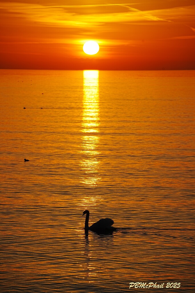 Lone Swan by selkie