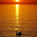 Lone Swan