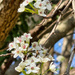 3 8 Pear blossoms 