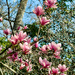 3 8 Magnolia 