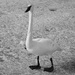Trumpeter Swan